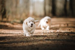 Little Puppys Golden Retriever, Running Around, Playing In The Summer Park