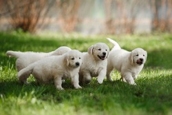 Little Puppys Golden Retriever,running Around, Playing In The Summer Park