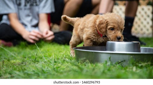 Little Puppy's Hydration Station Time 