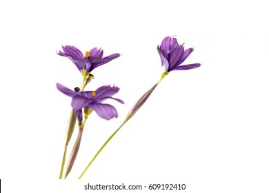 Little Purple Flowers With Infinite White Background 