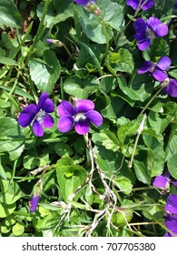 Little Purple Wildflowers Found In Louisville, KY During Spring