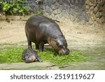 little pygmy hippo named Moo Deng  Khao Kheow Open Zoo in Chonburi Thailand