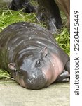 little pygmy hippo named Moo Deng  Khao Kheow Open Zoo in Chonburi Thailand