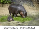 little pygmy hippo named Moo Deng  Khao Kheow Open Zoo in Chonburi Thailand