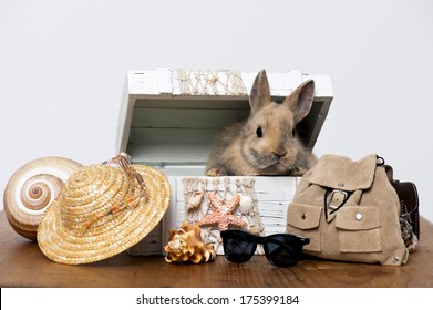 Little Rabbit In A Box With Beach Holiday Decoration