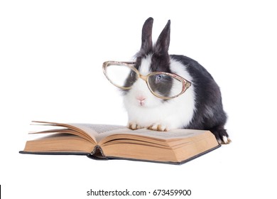 Little rabbit with glasses reading a book isolated on white