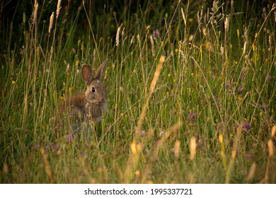 Little Rabbit Hiding Between The Grass And Flowers In Lanín National Park, Argentina