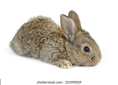 Little Rabbit Isolated On White Background