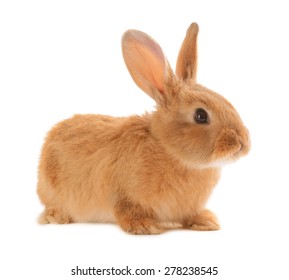 Little Rabbit Isolated On White