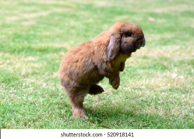 Little Rabbit Jumping On The Grass