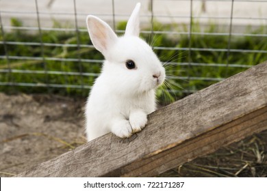 Little Rabbit On The Farm