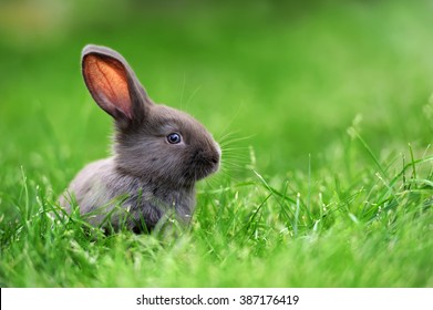 Little Rabbit On Green Grass In Summer Day