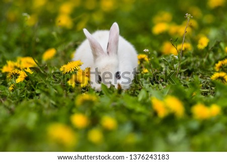 Similar – belier breed Bunny freely in the field