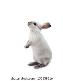 Kleines Kaninchen auf Weiß – Stockfoto