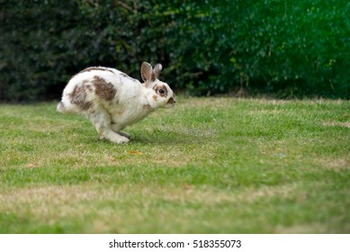 Little Rabbit Running On The Grass