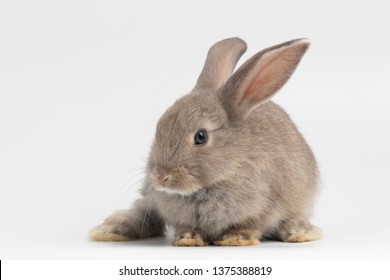 Little rabbit sitting on isolated white background at studio. It's small mammals in the family Leporidae of the order Lagomorpha. Animal studio portrait.
