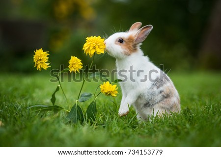 Little rabbit smelling a flower in the garden