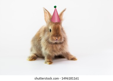 rabbit with party hat