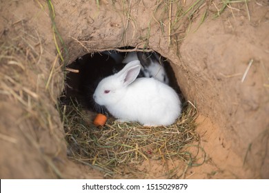Little rabbits are sitting in a hole