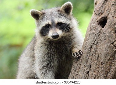 Little Raccoon on tree