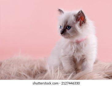 little  ragdoll kitten with blue eyes in pink collar  sitting on a pinkbackground. High quality photo for card and calendar