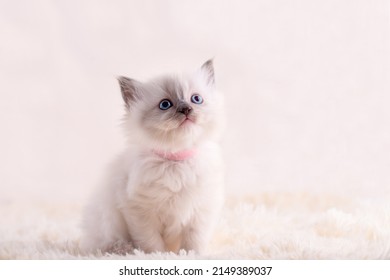 little  ragdoll kitten with blue eyes in pink collar  sitting on a beige background. High quality photo for card and calendar Space for text - Powered by Shutterstock