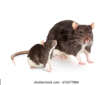 979 Mother Rat Images, Stock Photos & Vectors | Shutterstock