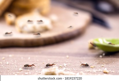 little red ant eating and carrying leftover breadcrumbs on the kitchen table. Concept of poor hygiene or homemade pest, point focus - Shutterstock ID 1819237220