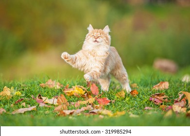 Little red cat playing in the leaves in autumn