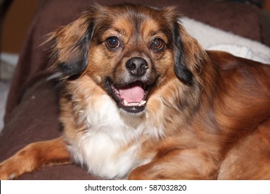 Little Red Dog Stock Photo 587032820 | Shutterstock