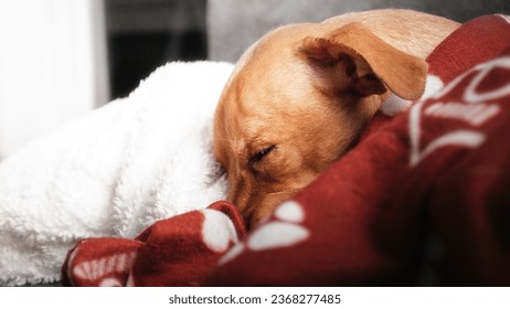 Little red dog lying and resting covered with a red blanket in dog paws (selective focus)