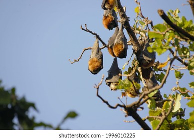 Little Red Flying Fox In Bendigo, Australia