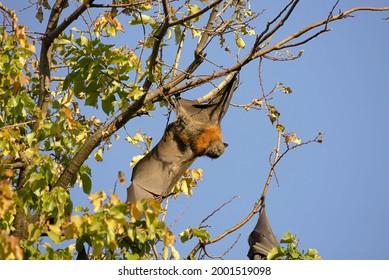 Little Red Flying Fox In Melbourne, Australia