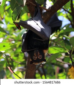Little Red Flying Fox - Pteropodidae