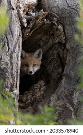 Little Red Fox Kit In A Tree Home Den 