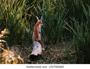 Little Red Fox Sitting On A Stump