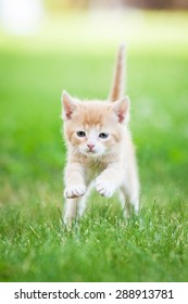 Little red kitten running outdoors in summer - Shutterstock ID 288913781