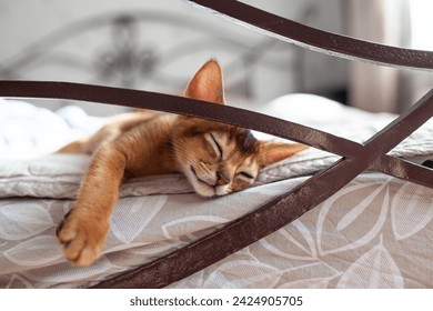 Сute little red kitten sleeping on wrought iron bed. Two month old Abyssinian ruddy kitten. Sweet dreams, good morning concept. Image for veterinary clinics or pet shops. Selective focus.