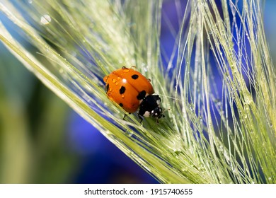 Little red ladybug is climbing wet spica grass with tiny water doplets on it. Summer background