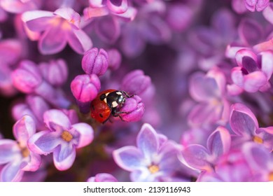 Little red ladybug in lilac flowers in spring. Macro shot, selective focus. - Shutterstock ID 2139116943