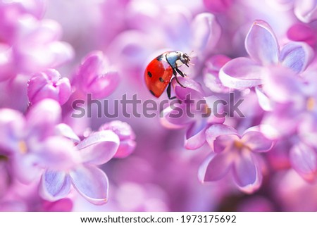 Little red ladybug in lilac flowers in spring. Macro shot, selective focus.