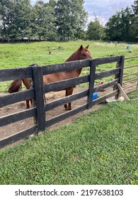 A Little Red Pony With Big Horse Dreams. Greenbrier County WV