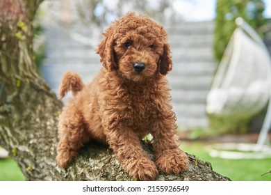 441 Cream toy poodle Images, Stock Photos & Vectors | Shutterstock