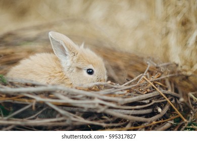 Little red Rabbit in the nest. Easter concept.