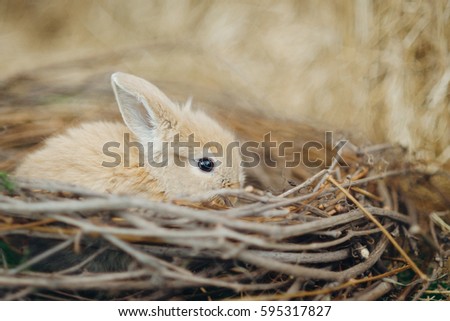 Little red Rabbit in the nest. Easter concept.