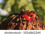 Little Red Vampire Crab or Red Devil (Geosesarma hagen) from Java, Indonesia.