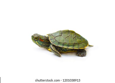 5,835 Red Eared Slider Turtle Images, Stock Photos & Vectors | Shutterstock