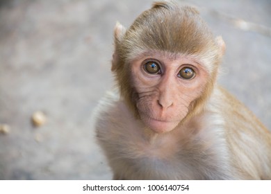 Little Rhesus Monkeys while traveling in Northern India, Asia
