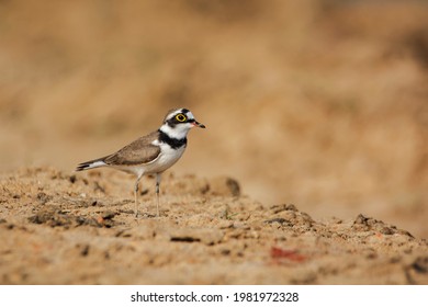 Little Ringed Plover (Charadrius dubius) on the ground, side shot, seen in a India.