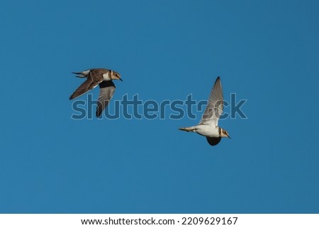 Little ringed plover (Charadrius dubius).